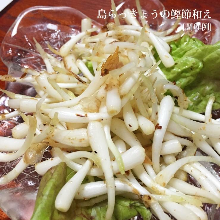 島らっきょう10kg 朝獲れ : 385じまYahoo!店 - 通販 - Yahoo!ショッピング