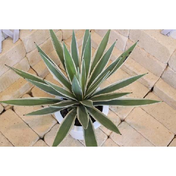 アガベ ビビパラ斑入り（白覆輪） プラスチック鉢 高さ約55cm : みやま