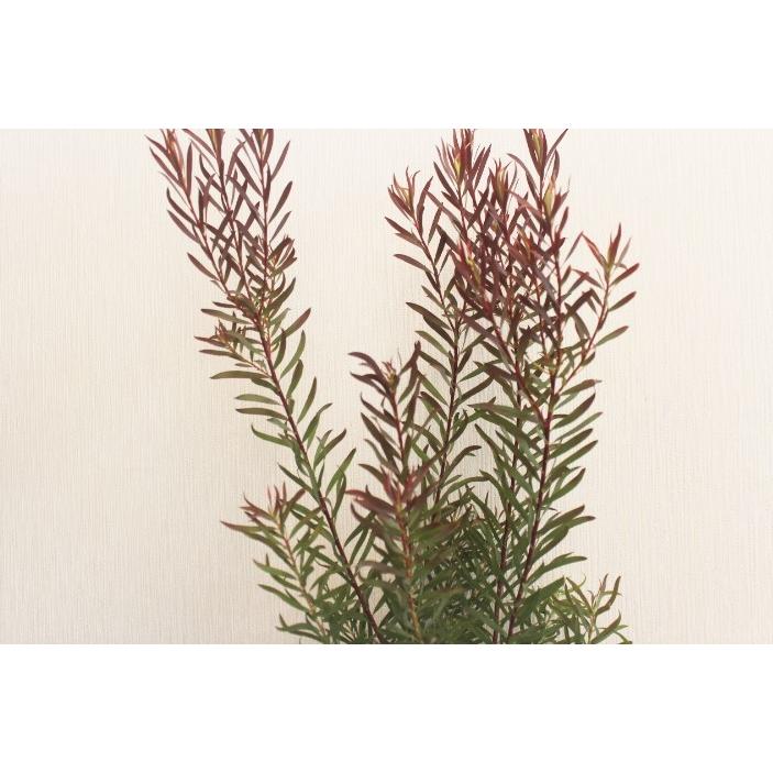 リューカデンドロン ジプシーレッド 高さ約70cm プラ鉢 : みやま園