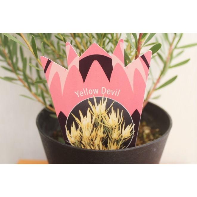 リューカデンドロン イエローデビル 高さ約60cm プラ鉢 : みやま園