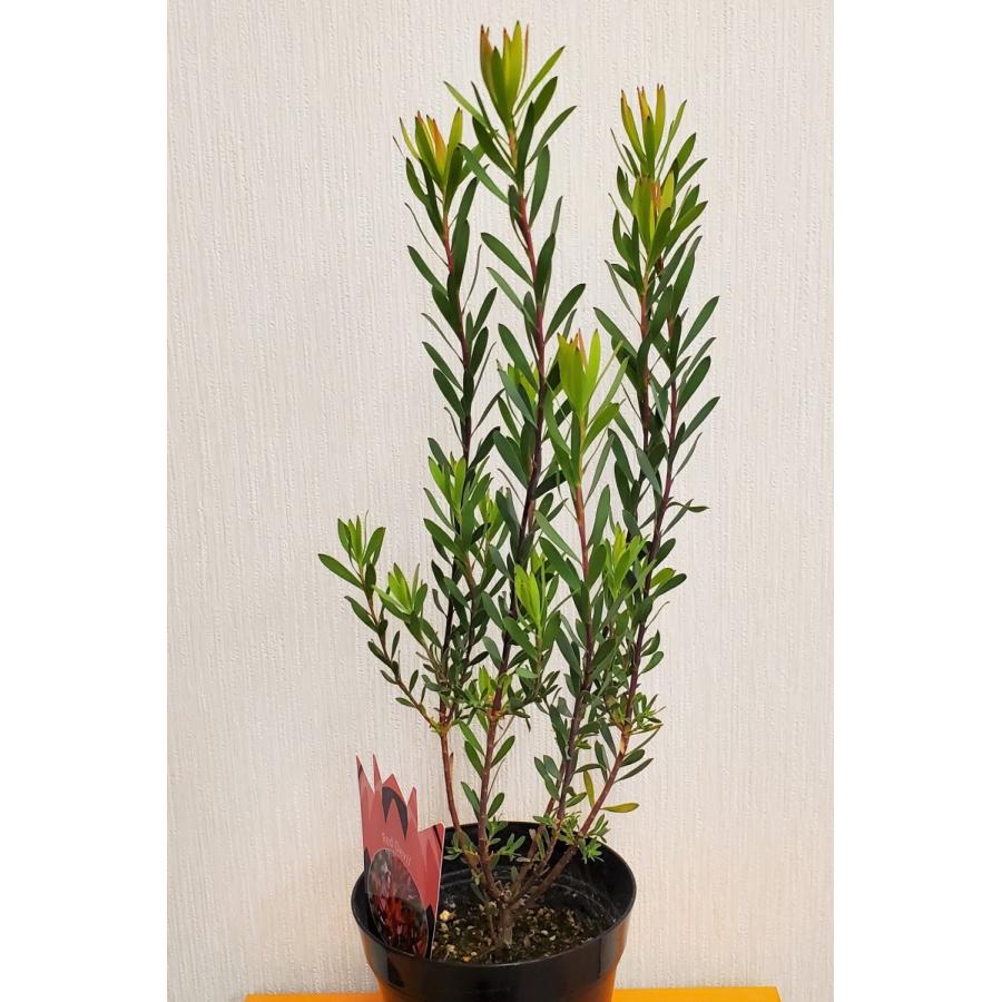 リューカデンドロン レッドデビル 6号鉢高さ110cm リューカデンドロン レッドデビル 高さ約55cm プラ鉢 観葉植物