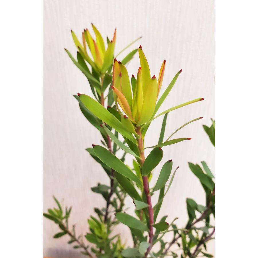 リューカデンドロン レッドデビル 高さ約55cm プラ鉢 観葉植物