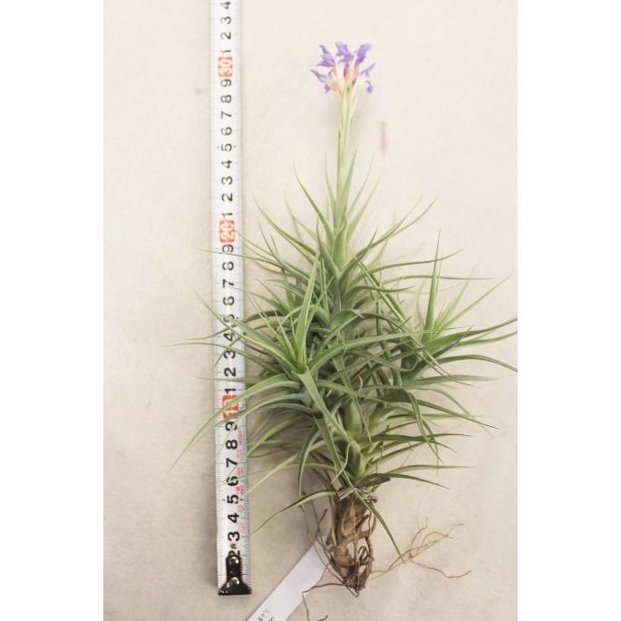 チランジア ベルゲリ (エアープランツ) : みやま園 - 通販 - Yahoo