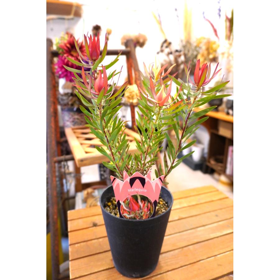 リューカデンドロン ハーレクイン 高さ約48cm 5号プラ鉢 観葉植物