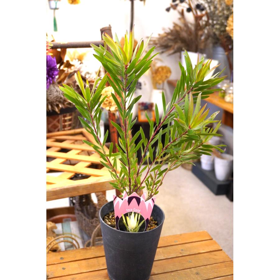 リューカデンドロン インカゴールド 高さ約61cm 5号プラ鉢 観葉植物