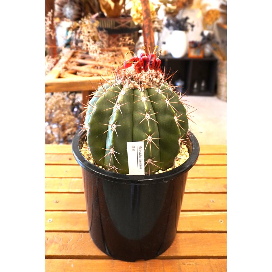 サボテン メロウカクタス 層雲（そううん）高さ約31cm プラスチック鉢