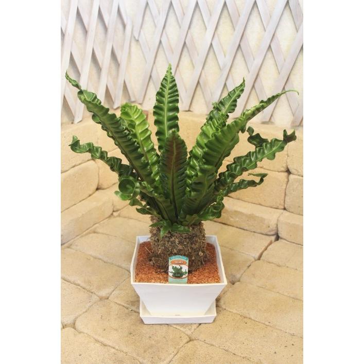 アスプレニウム プレカーツム アカキ 高さ約50cm プラ鉢 観葉植物 : みやま園 - 通販 - Yahoo!ショッピング