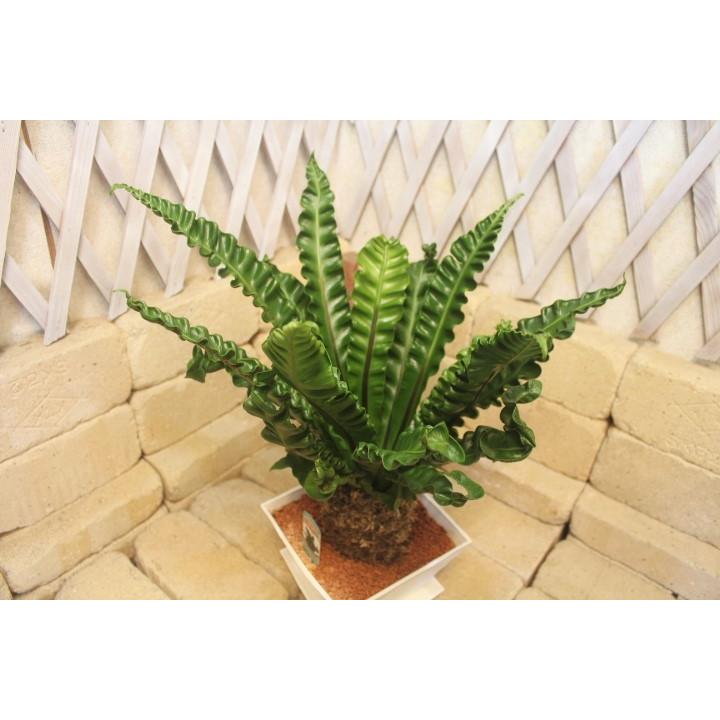 アスプレニウム プレカーツム アカキ 高さ約50cm プラ鉢 観葉植物 : みやま園 - 通販 - Yahoo!ショッピング