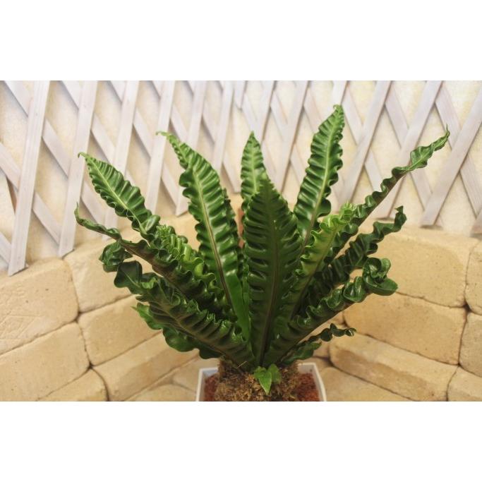 アスプレニウム プレカーツム アカキ 高さ約50cm プラ鉢 観葉植物 : みやま園 - 通販 - Yahoo!ショッピング