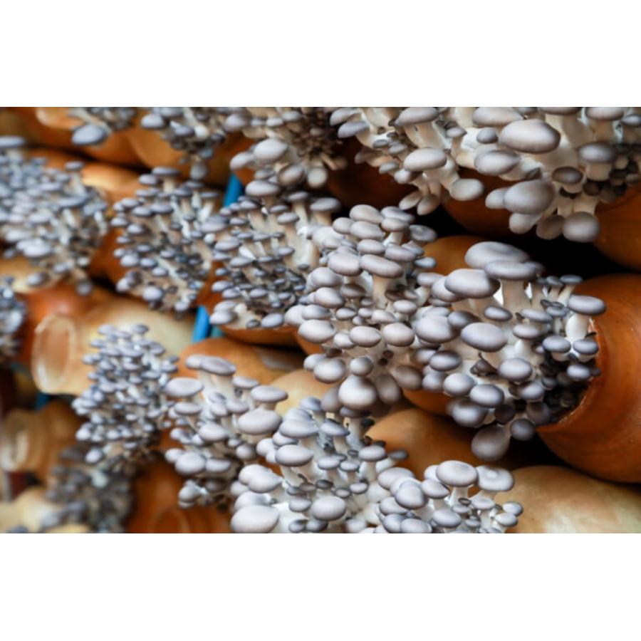 ひらたけしめじ 500g : 深山の幸 - 通販 - Yahoo!ショッピング