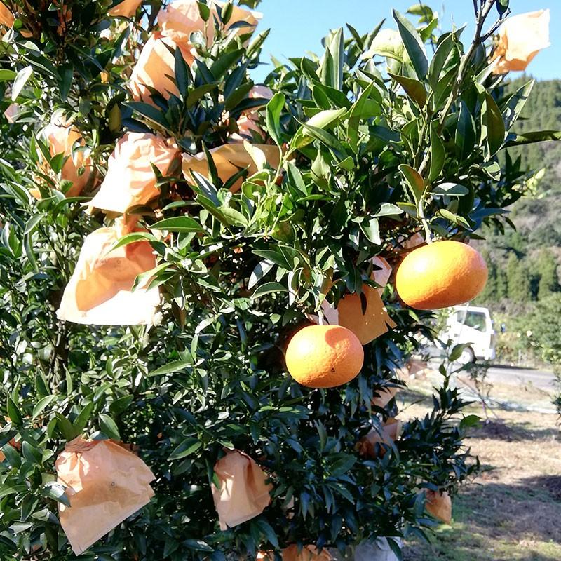 津之輝 8〜12玉（約2.5kg）化粧箱入りギフトにも : ポンカン・日向夏の