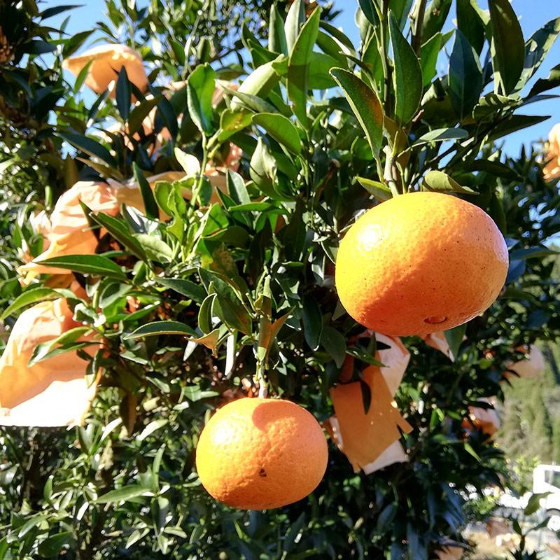 津之輝 8〜12玉（約2.5kg）化粧箱入りギフトにも : ポンカン・日向夏の