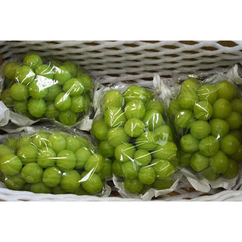 宮崎県産 シャインマスカット 約3Kg 3〜5房 種なし 平均糖度20度