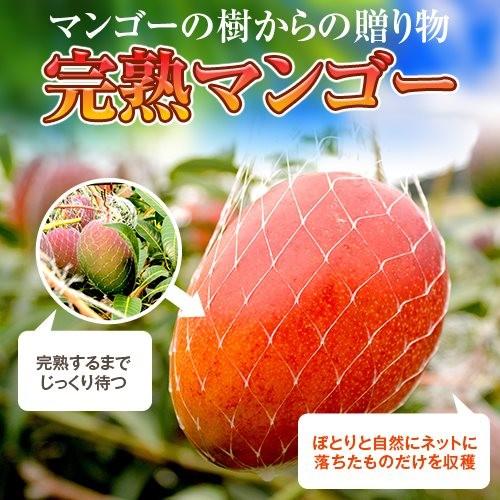 5月下旬頃より順次発送】2026 宮崎完熟マンゴー 秀品-極上玉（赤秀