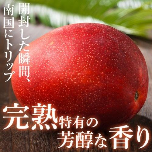 6月下旬頃より順次発送】2026 宮崎完熟マンゴー 秀品-極上玉（赤秀