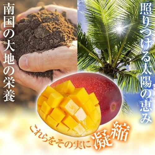 7月下旬頃より順次発送】2026 宮崎完熟マンゴー 秀品-極上玉（赤秀）超