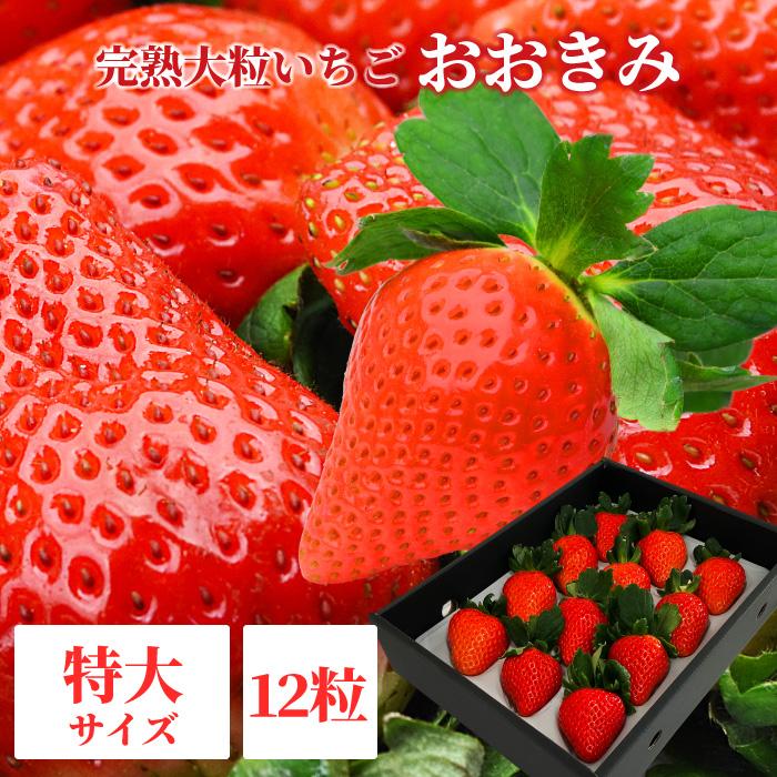 2025年3月中旬以降発送】宮崎県産 大粒いちご 【 おおきみ 特大サイズ 