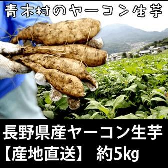 長野県産ヤーコン生芋 約5kg 産地直送 収穫時期12月10日頃から出荷開始予定 Y Yacon 001 5000 水広場yahoo 店 通販 Yahoo ショッピング