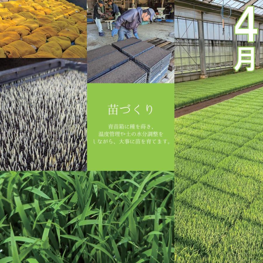 【農家直送 送料無料】7年産 コシヒカリ 富山県 朝日町産 オリジナルブランド 米【英〜はなぶさ〜】精米4.5kg 精米 白米 残留農薬検査済 | コシヒカリ | 12