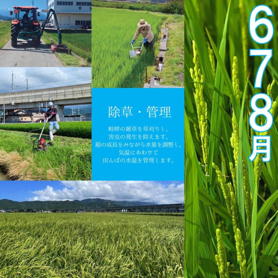 【農家直送・送料無料】8年産 新米 コシヒカリ 富山県 朝日町産 オリジナルブランド 米【英〜はなぶさ〜】玄米10kg | コシヒカリ | 15