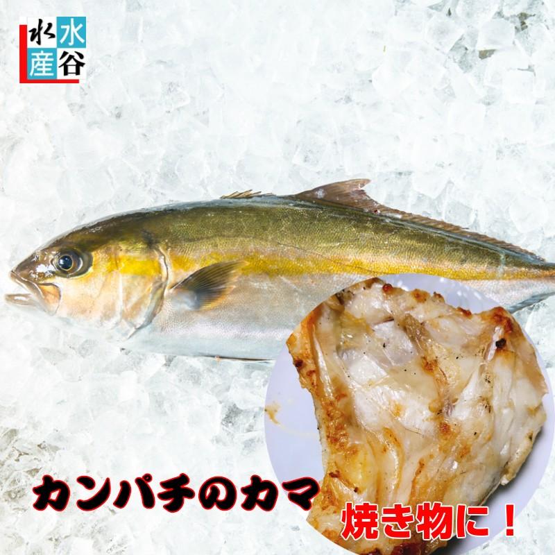 お買い得 カンパチのカマ カンパチ カマ 塩焼き 焼き物 ジューシー サービス品 ついで買いにどうぞ 1 24 水谷水産 Yahoo 店 通販 Yahoo ショッピング