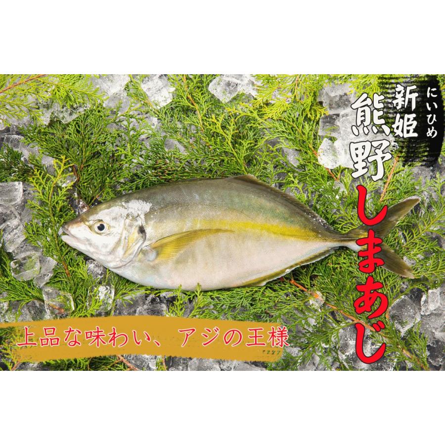 お刺身に！　熊野しまあじ　シマアジ　送料無料　活締め　お造り　お寿司　ご贈答　下処理可能　3枚おろし可能｜mizutanisuisanfish｜02