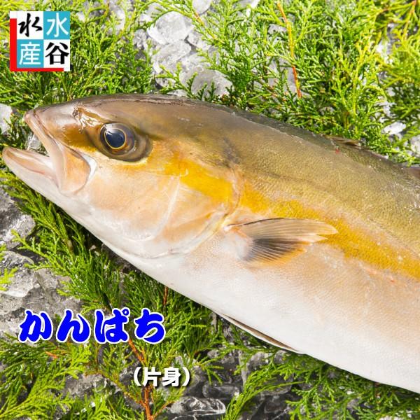 送料無料　大分県産 カンパチ（養殖）片身　かんぱち　間八　お刺身　お寿司　おまけ付き　活〆 : 水谷水産 Yahoo!店 - 通販 - Yahoo!ショッピング