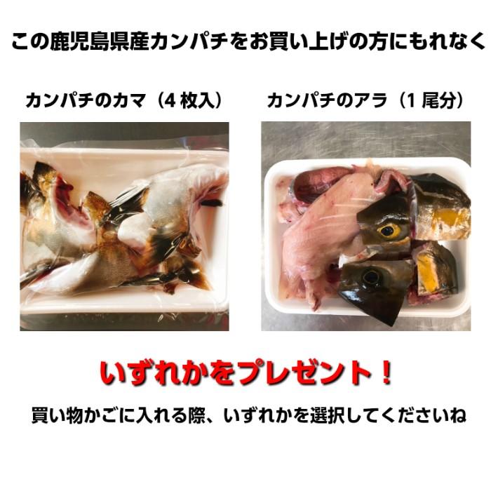 送料無料　大分県産 カンパチ（養殖）片身　かんぱち　間八　お刺身　お寿司　おまけ付き　活〆｜mizutanisuisanfish｜04