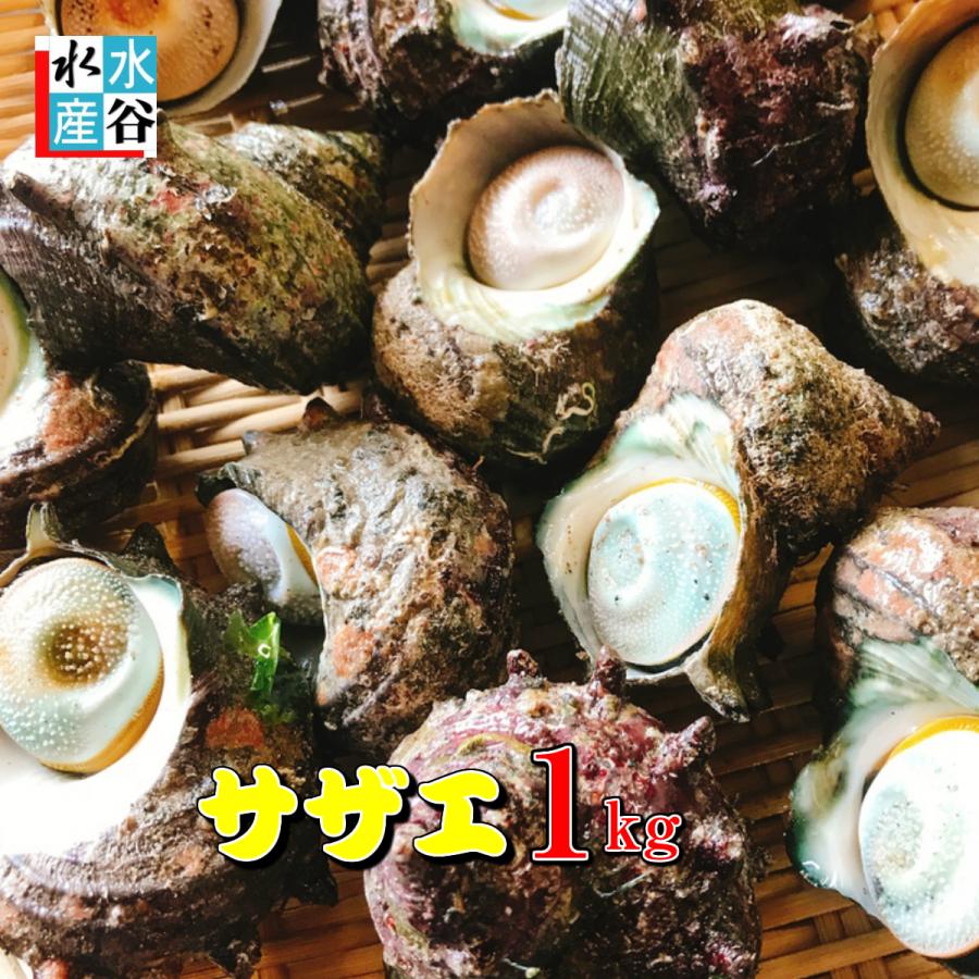 Off 活サザエ 1kg 海鮮バーベキューに 三重県産 天然 サザエ さざえ つぼ焼き バーベキュー q 網焼き 貝類 磯 海鮮 産地直送 Supplystudies Com