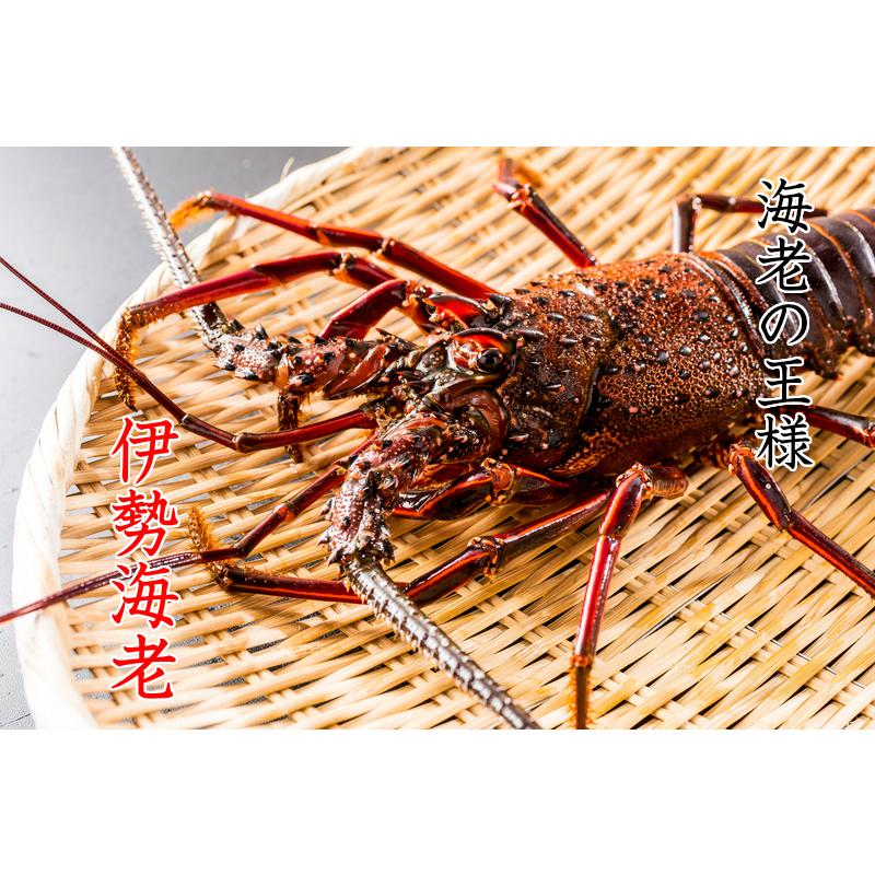 最大77 オフ 伊勢海老がお得 お刺身用冷凍伊勢海老 特特大 2尾入 約1 0ｋｇ 送料無料 三重県産 イセエビ 伊勢エビ お刺身用 天然 ご贈答 お歳暮 Wantannas Go Id