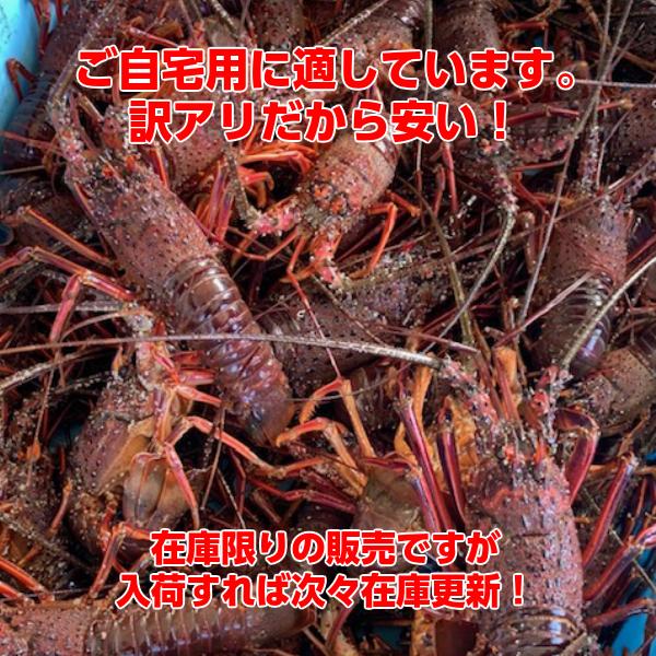 伊勢海老がお得 激安 訳アリお刺身用伊勢海老1キロ入り 小 三重県産 伊勢エビ 5 38 水谷水産 Yahoo 店 通販 Yahoo ショッピング