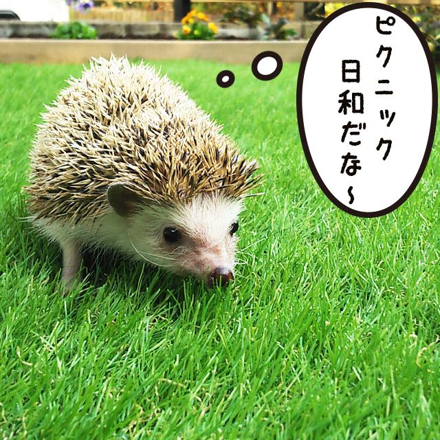 人工芝  ＼5本セット／【U字ピン80本付き】 リアルMJターフ [1ｍ×10ｍ 芝丈33mm] ロール 天然芝にそっくり。の画像