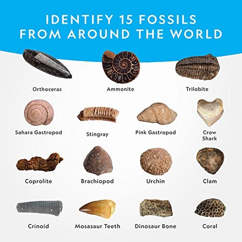 ナショナルジオグラフィック 化石発掘セット NATIONAL GEOGRAPHIC Mega Fossil Dig Kit - Excavate 15 Prehistoric Fossils Including Dinosaur Bones & Sh｜mj-market｜02