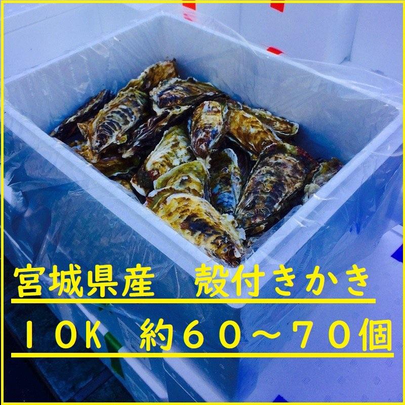 殻付きカキ　殻付牡蠣　カキ　生鮮　加熱用　宮城県産　三陸産  マルシュウフーズ　１０Ｋ入り｜mjcr1yxgb