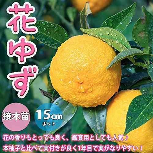 ゆずの苗木 品種 花柚子 品種で選べる果樹苗木 2年生 接木苗 15cmポット 平均樹高 約70cm 1個 ポット植えなのでほぼ年中植付け可能 一才 S 2115 M Jimin 通販 Yahoo ショッピング