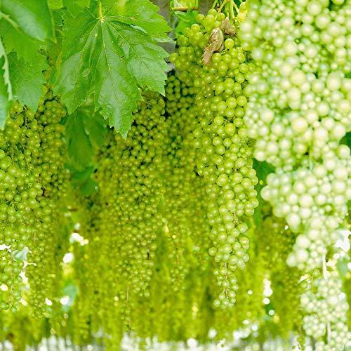 ブドウ苗 白三尺ぶどう 巨大房ぶどう 果樹苗 10 5cmポット挿し木苗 1個 ポット苗なので年中植付け可能 落葉時期は葉がついていません S 2515 M Jimin 通販 Yahoo ショッピング