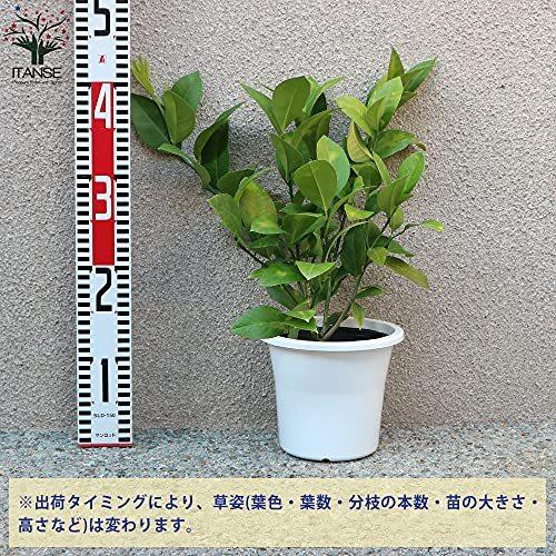 レモンの苗木 リスボンレモン 挿し木 5号鉢 品種で選べる果樹苗 1本売り 学名 Citrus Limon Lisbon 英語 Lisbon S M Jimin 通販 Yahoo ショッピング