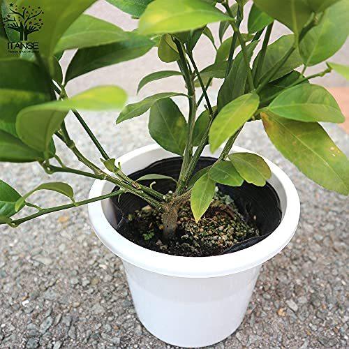 レモンの苗木 リスボンレモン 挿し木 5号鉢 品種で選べる果樹苗 1本売り 学名 Citrus Limon Lisbon 英語 Lisbon S M Jimin 通販 Yahoo ショッピング