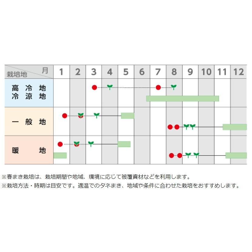 おはよう　コート　5000粒　ブロッコリー　種｜mmc-store｜02