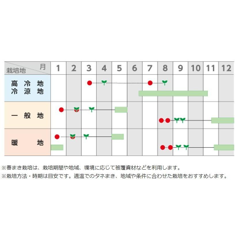 おはよう　2000粒　ブロッコリー　種｜mmc-store｜02