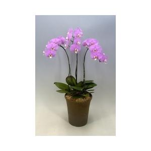 胡蝶蘭　セントレア　ほのか　３本立ち