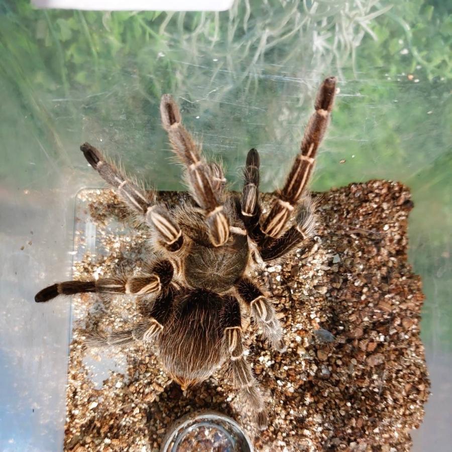 コスタリカゼブラレッグタランチュラ : マシュマロパンダ Yahoo!店