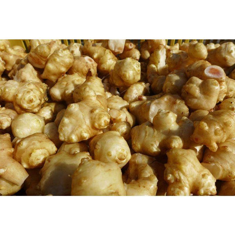 熊本県産菊芋１００％使用菊芋の粒135g（250mg×540粒）約３カ月分｜mmsyouten｜04