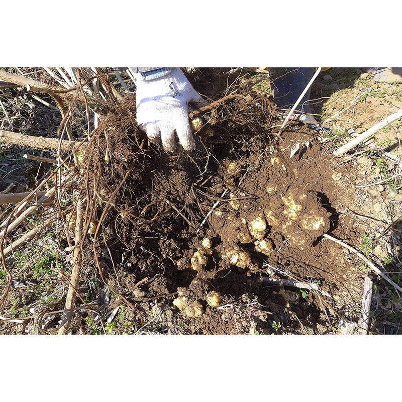 熊本県産菊芋１００％使用菊芋の粒135g（250mg×540粒）約３カ月分｜mmsyouten｜06