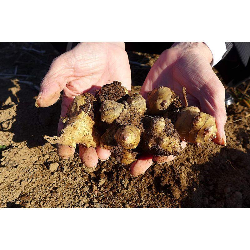 熊本県産菊芋１００％使用菊芋の粒135g（250mg×540粒）約３カ月分｜mmsyouten｜07