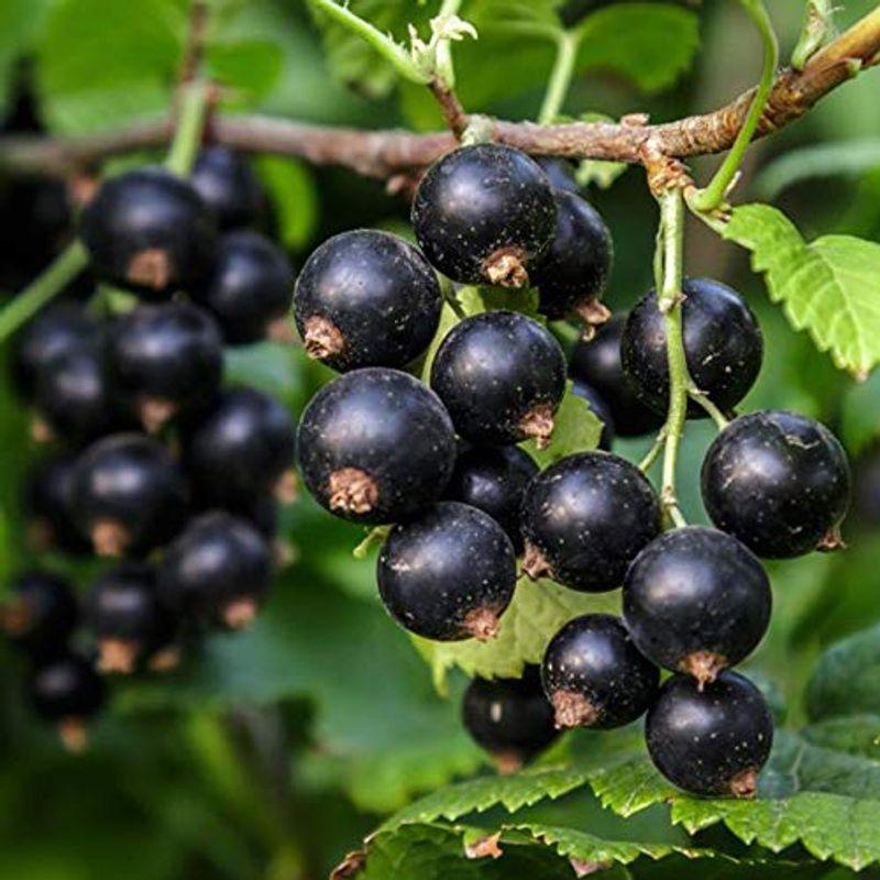 カシスの苗木 品種 ブラックカーラント 黒房スグリ 品種で選べる果樹苗木 2年生 挿木苗 12cmポット 平均樹高 40cm 1個 ポッ 007ならショッピング ランキングや口コミも豊富なネット通販 更にお得なpaypay残高も スマホアプリも充実で毎日どこからでも