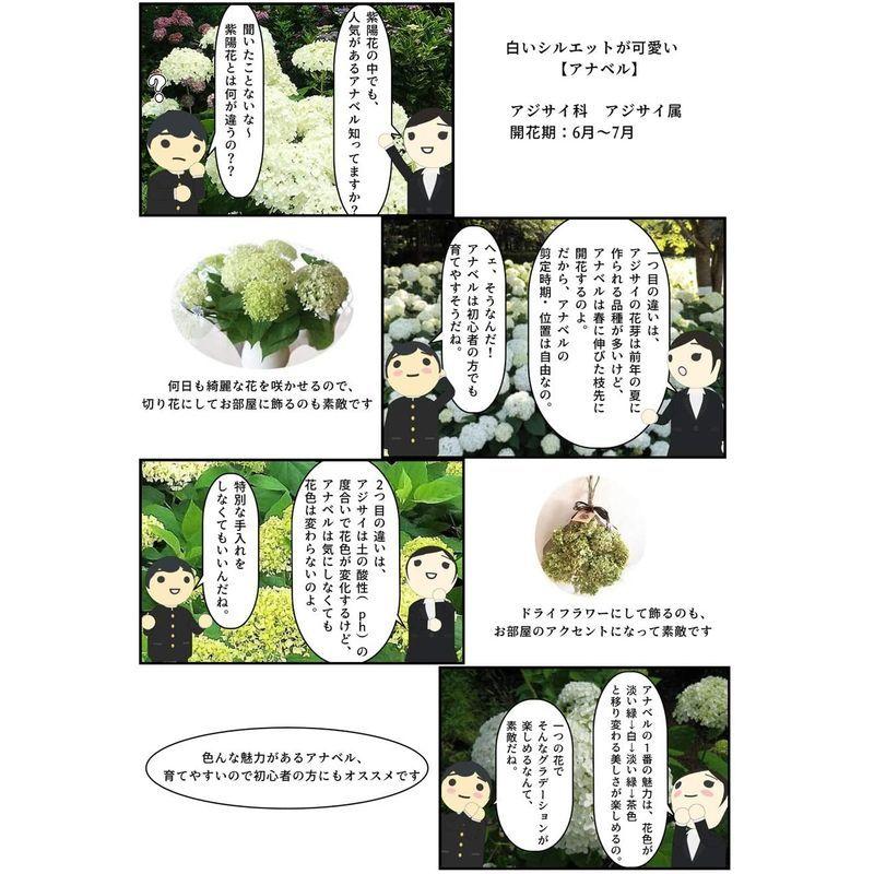 ジャパン 店舗 アナベルアジサイ 鉢植え 贈り物や プレゼントに アナベルの 純白のアジサイを Mm商店 通販 Yahoo ショッピング ブランド公式通販 Indorekautilyaacademy Com