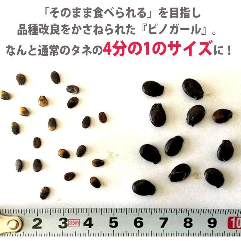 小玉スイカ ピノ ガール 9cmポット自根苗 2個セットタネまで食べられるマイクロシード西瓜 ピノ ガール 思いきり頬張る 西瓜革命 1 お気に入り