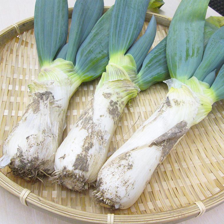 有機栽培・群馬県産　斉藤さんの下仁田ねぎ２ｋｇ（１０〜１８本入）【送料無料】有機JAS・Organic・オーガニック | オーガニック | 05