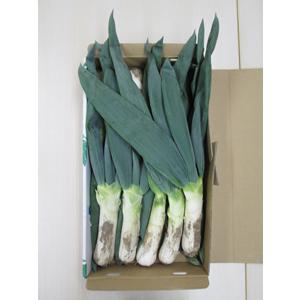 有機栽培・群馬県産　斉藤さんの下仁田ねぎ２ｋｇ（１０〜１８本入）【送料無料】有機JAS・Organic・オーガニック | オーガニック | 06